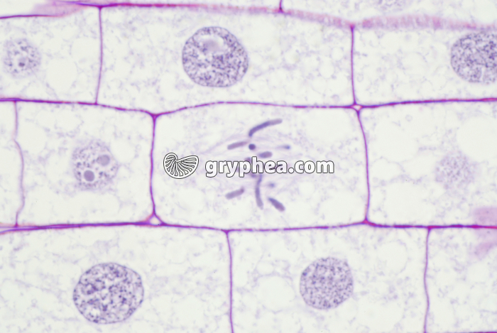 Mitose dans une racine de Blé (métaphase) x200 - gryphea.com